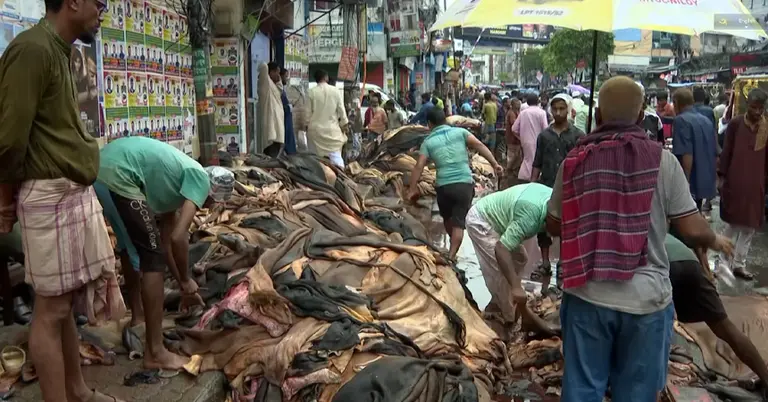 কোরবানির পশুর চামড়ার বাজারে এবার ধস নেমেছে